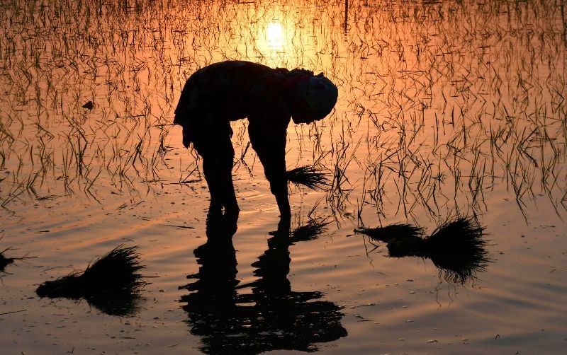 A farm worker plants seedlings at a paddy field near India Pakistan Wagah Border, about 35 km from Amritsar . (Photo by Narinder Nanu/AFP Photo)